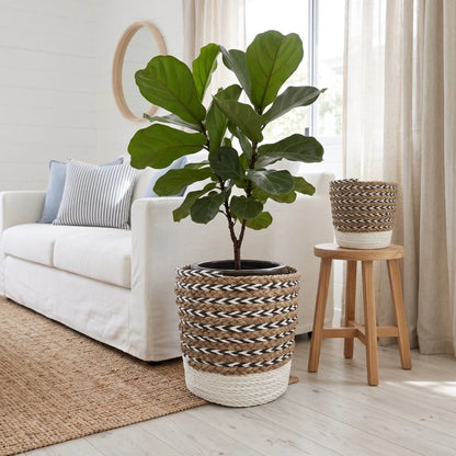 A large fiddle-leaf fig plant in a woven round planter sits in a bright living room next to a white sofa and a small wooden stool holding a smaller matching planter.