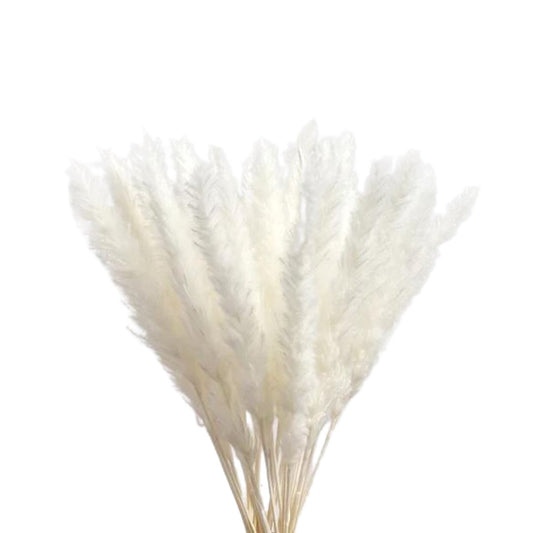 Pampas Reed Plumes White SUN REPUBLIC 