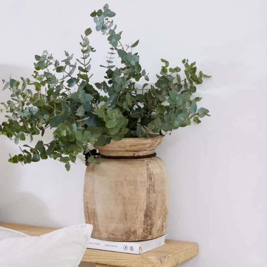 Potted plant on a wooden side table with a white background