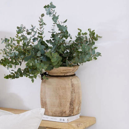 Potted plant on a wooden side table with a white background