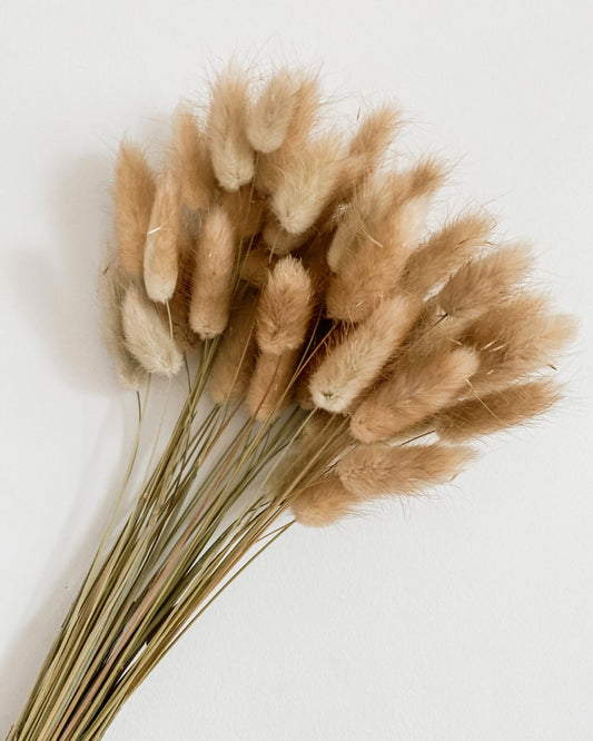Dried Bunny Tails Natural Sun Republic 
