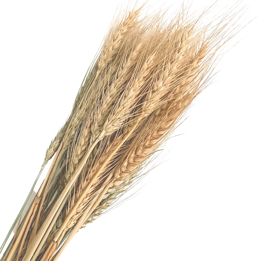 Dried Natural Wheat SUN REPUBLIC 