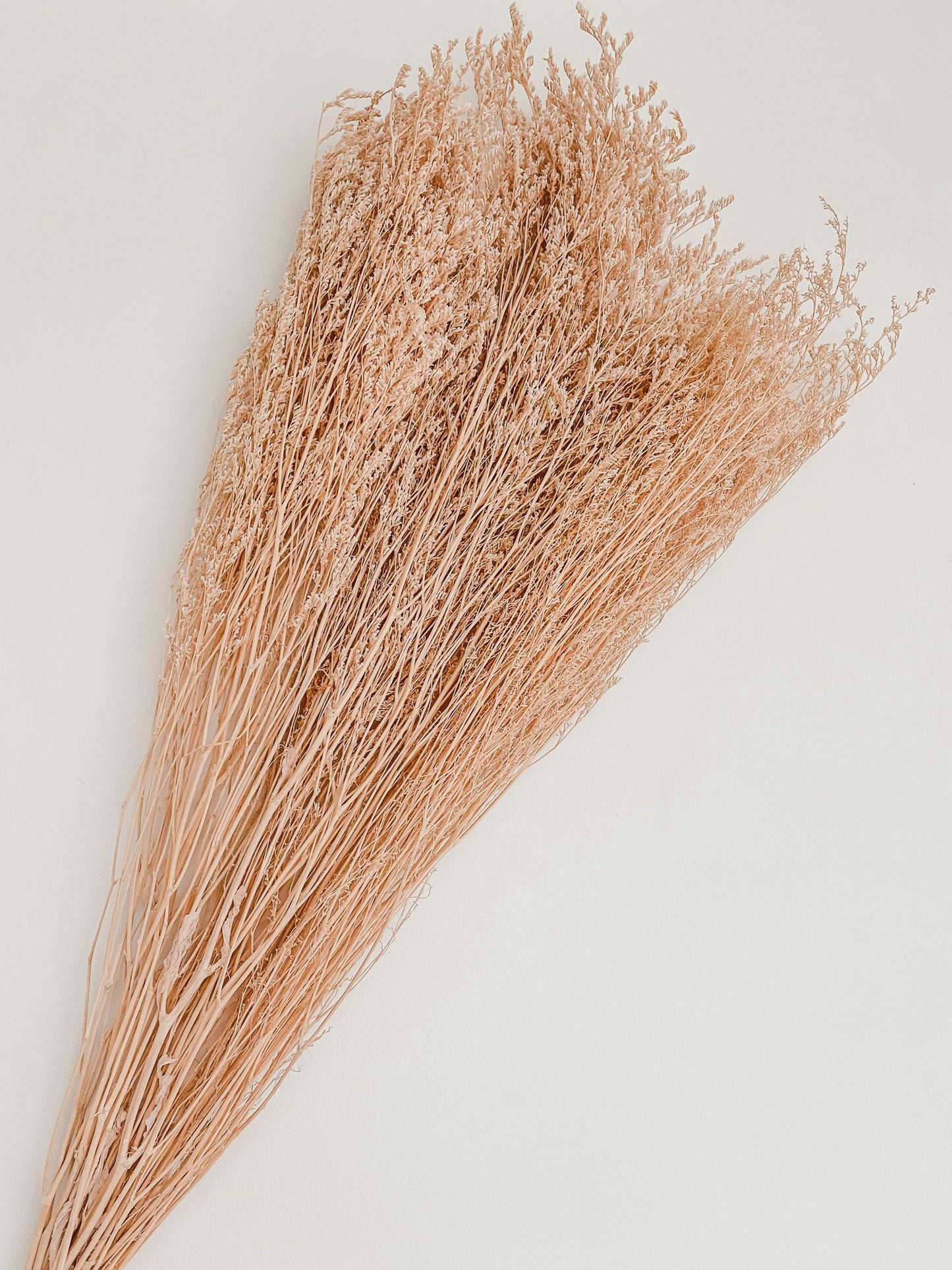 Preserved / Dried Gyp Mini | Neutral Blush SUN REPUBLIC 